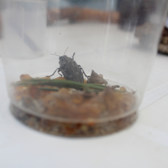 Meža ABC Kuldīgā - 