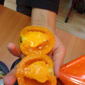 Mazpulcēnu vasaras projekti 2018 - 