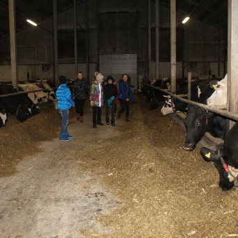 Ekskursija Robežnieku fermā, ķimeņu siera gatavošana un Ziemassvētku zeķīšu darināšana - 