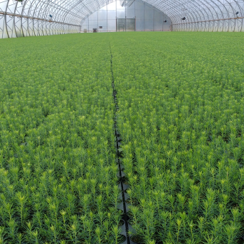 Vasaras nometne Visu daru es ar prieku Ļaudonā - 