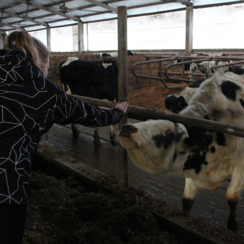 Ekskursija Robežnieku fermā, ķimeņu siera gatavošana un Ziemassvētku zeķīšu darināšana - 