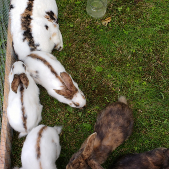 Mazpulku sadraudzības nometne Liepupē - 