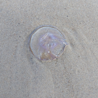 Pārgājiens Mangaļsala - Vecāķi - 