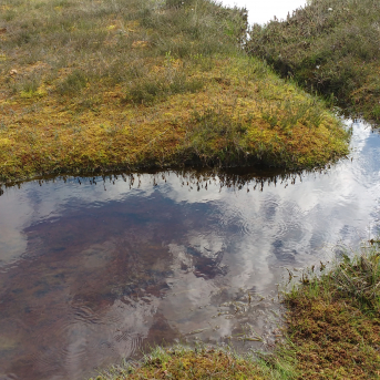 Purva pārgājiens - 