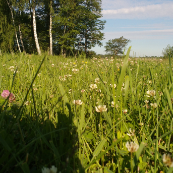 Purva pārgājiens - 