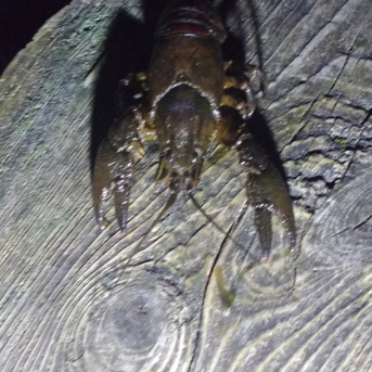 Purva pārgājiens - 