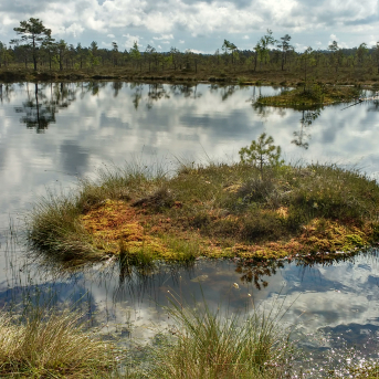 Purva pārgājiens - 