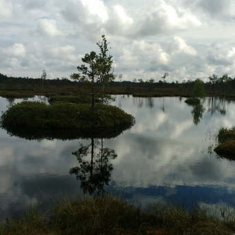 Purva pārgājiens - 