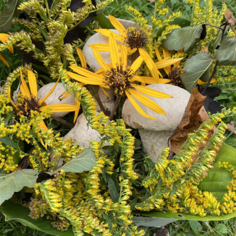 Rudens Saulgrieži Sējas skolā - 