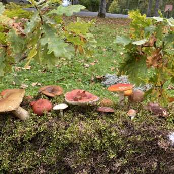 Rudens Saulgrieži Sējas skolā - 