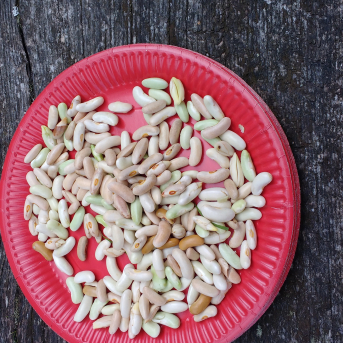 Rudens Saulgrieži Sējas skolā - 