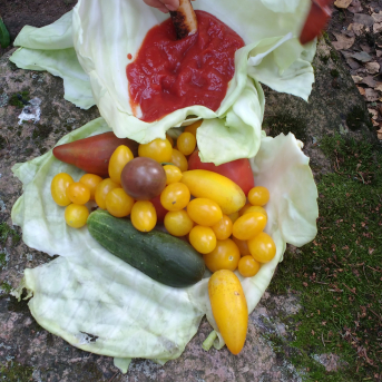 Pārgājiens Tiešsaiste mežā - 