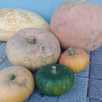 Ķirbju un ābolu pēcpusdiena - 