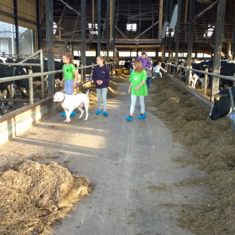 Pārgājiens Tiešsaiste mežā - 