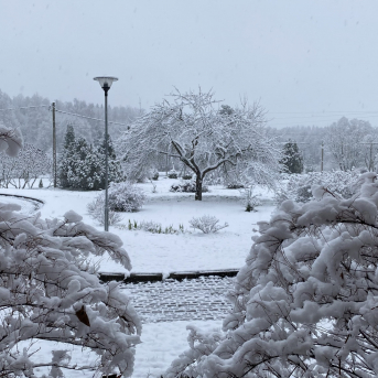 Ziemassvētkus gaidot - 