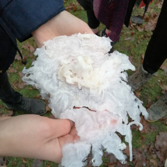 Ziemas saulgrieži - 