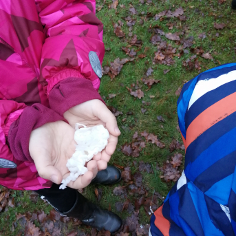 Ziemas saulgrieži - 