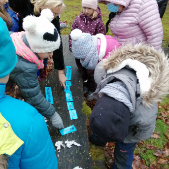 Ziemas saulgrieži - 