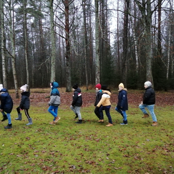 Ziemas saulgrieži - 