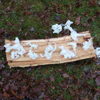 Ziemas saulgrieži - 