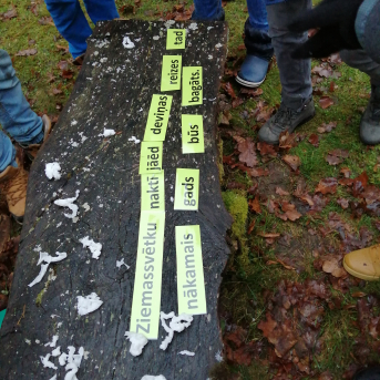 Ziemas saulgrieži - 