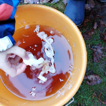 Ziemas saulgrieži - 