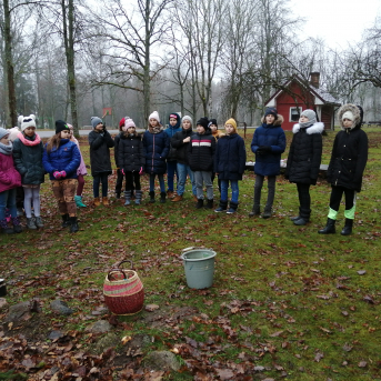 Ziemas saulgrieži - 