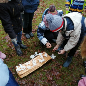 Ziemas saulgrieži - 