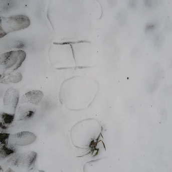 Sniega aktivitātes - Mācoties attālināti pie viedierīcēm, jo īpaši svarīgi ir iziet svaigā gaisā un izkustēties, tāpēc šeit neliels ieskats Sējas skolas skolēnu ziemas mācību-atpūtas aktivitātēs.