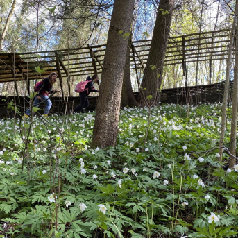 Sporta diena - Mācies aktīvi dabā! - Sestdien, 8.maijā, Sējas pamatskolas skolēni devās pārgājienos 