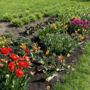 Pavasara skaistums - 