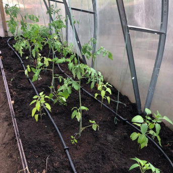 Mazpulcēnu pavasaris - 