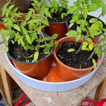 Mazpulcēnu pavasaris - 