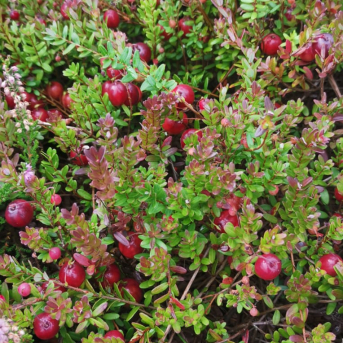 Pārgājienu diena Sējas skolā - 3.septembrī Sējas skolas skolēni devās izzinošos pārgājienos. Katra klase izvēlējās savu maršrutu un virzienu, kurā doties. Jautri, aktīvi un interesanti pavadīta diena bija izdevusies katrai klasei!