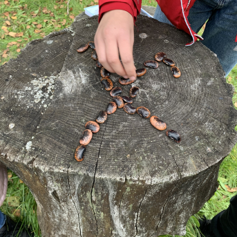 Rudens saulgrieži - 