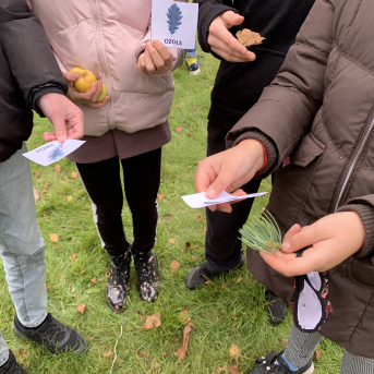 Rudens saulgrieži - 