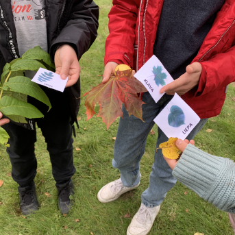 Rudens saulgrieži - 