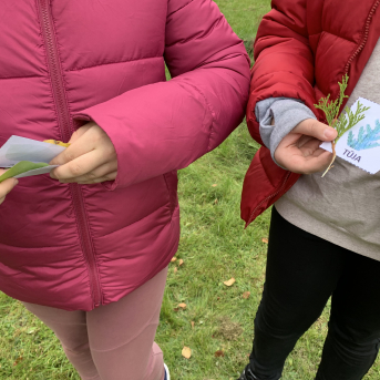 Rudens saulgrieži - 