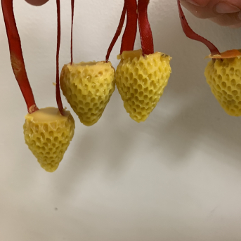 No projektiem līdz Ziemassvētkiem - 