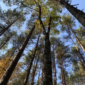 Saulkrastu pārgājiens - 