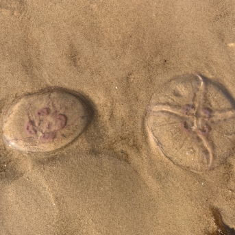 Saulkrastu pārgājiens - 