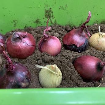 Projekts Tīģerdraugi - 