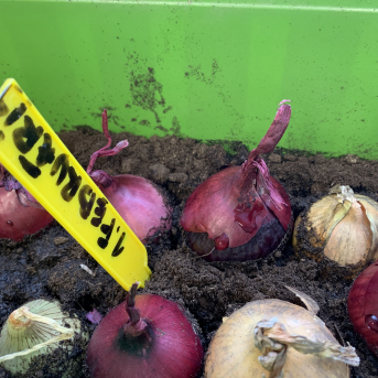 Projekts Tīģerdraugi - 