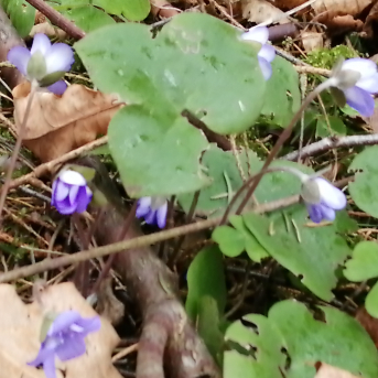 Pārgājiens Klinšupītes krastos - 