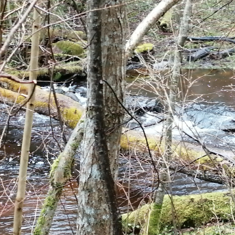 Pārgājiens Klinšupītes krastos - 