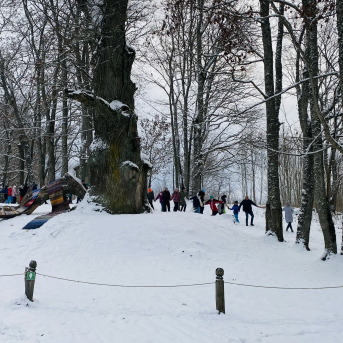 Eiropas gada koks Latvijā 2022 - Sējas dižozols - 