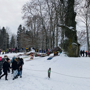 Eiropas gada koks Latvijā 2022 - Sējas dižozols - 