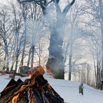 Eiropas gada koks Latvijā 2022 - Sējas dižozols - 