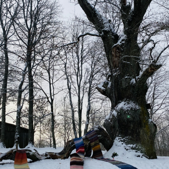 Eiropas gada koks Latvijā 2022 - Sējas dižozols - 