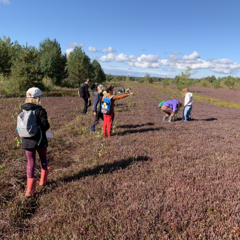 Laugas purva pārgājiens - 